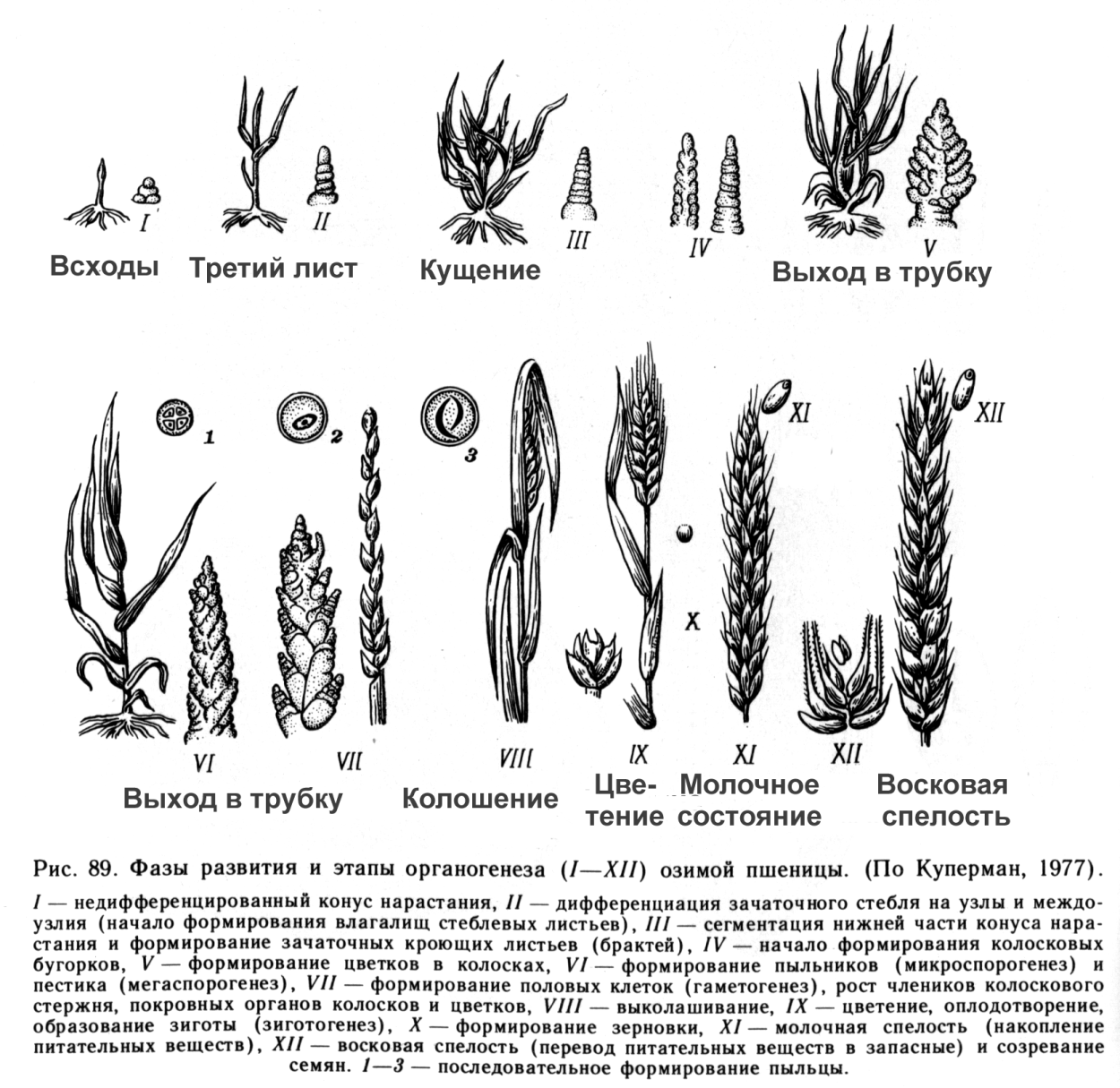 Фазы органогенеза озимой пшеницы