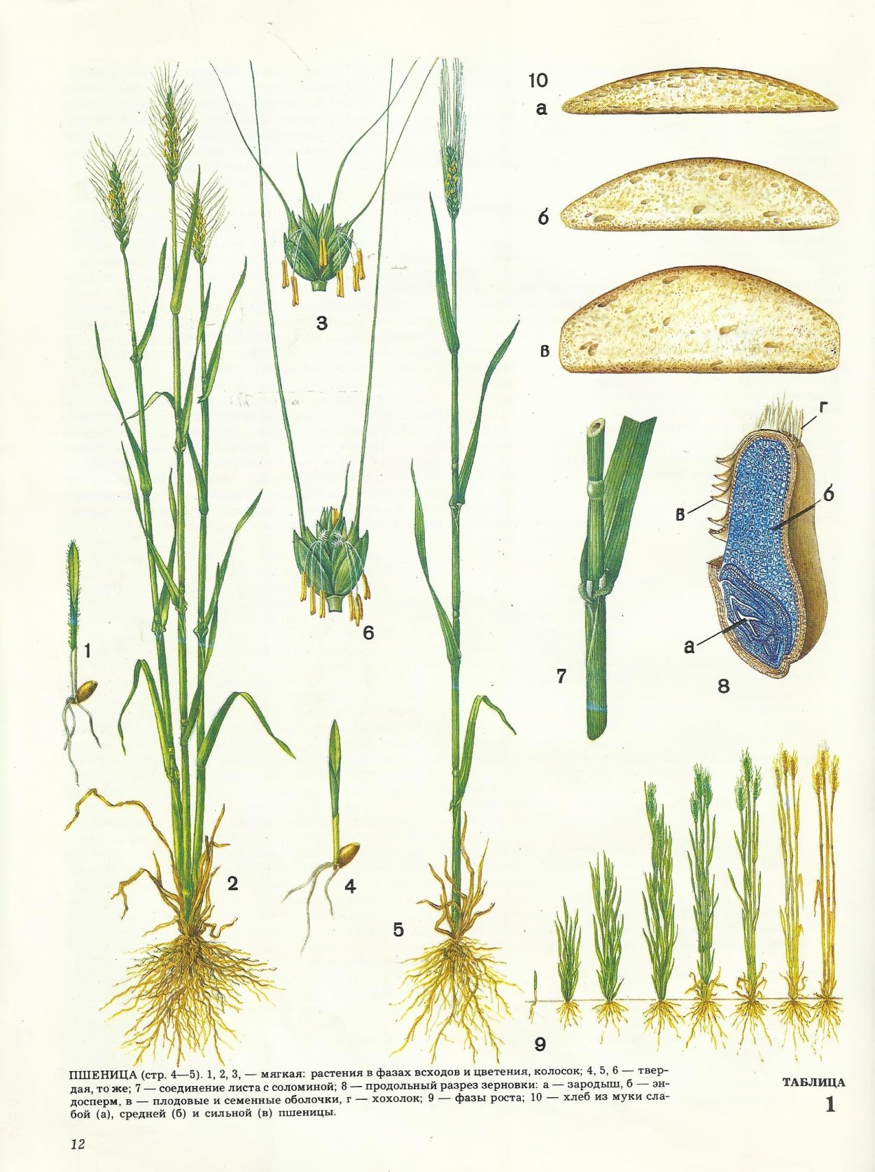 Злаковые презентация