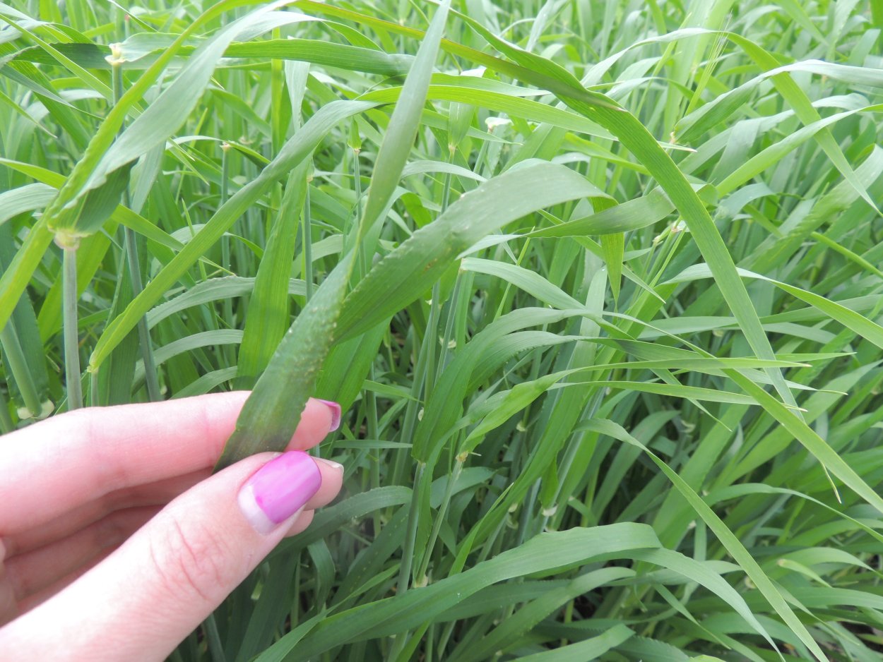 Лист кукурузы