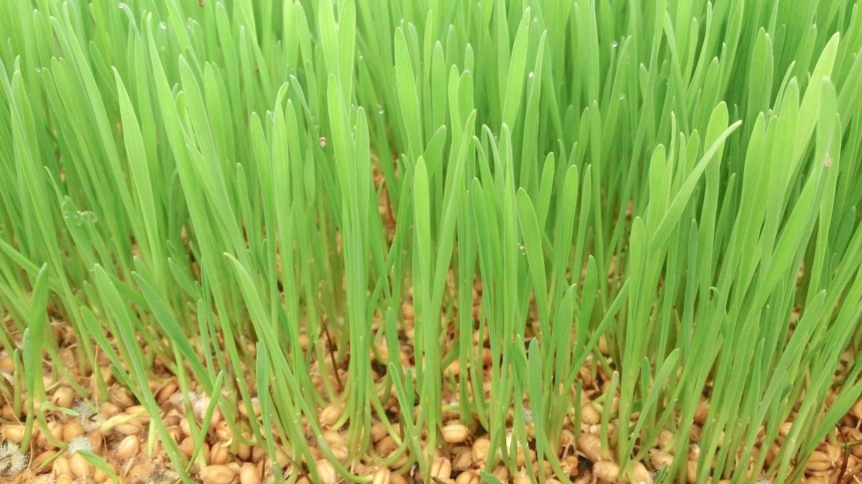 Строение Колоса Яровой пшеницы