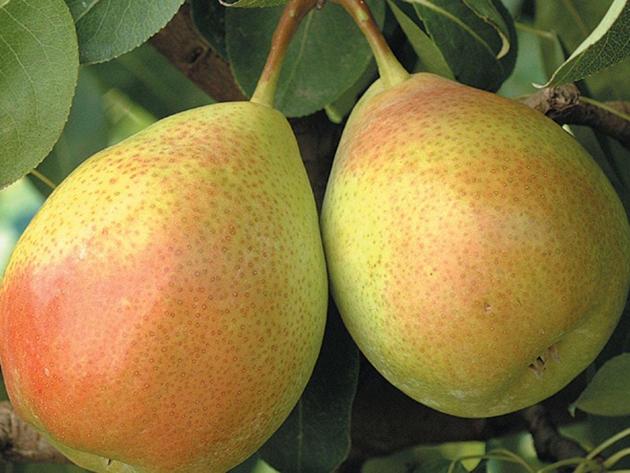 Сорт груши Пакхам