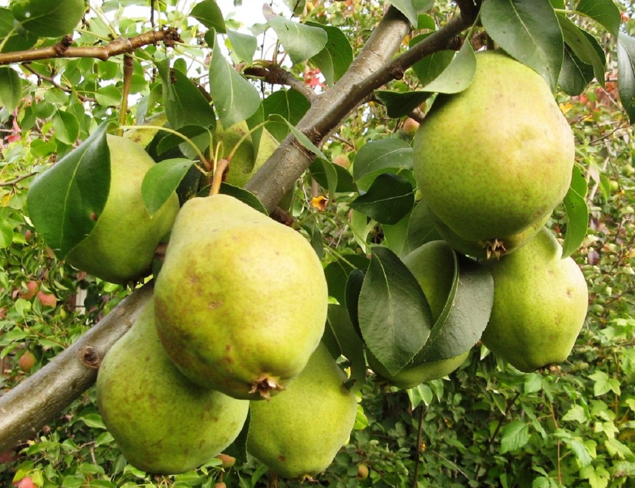 Груша Добрянка Сентябрина