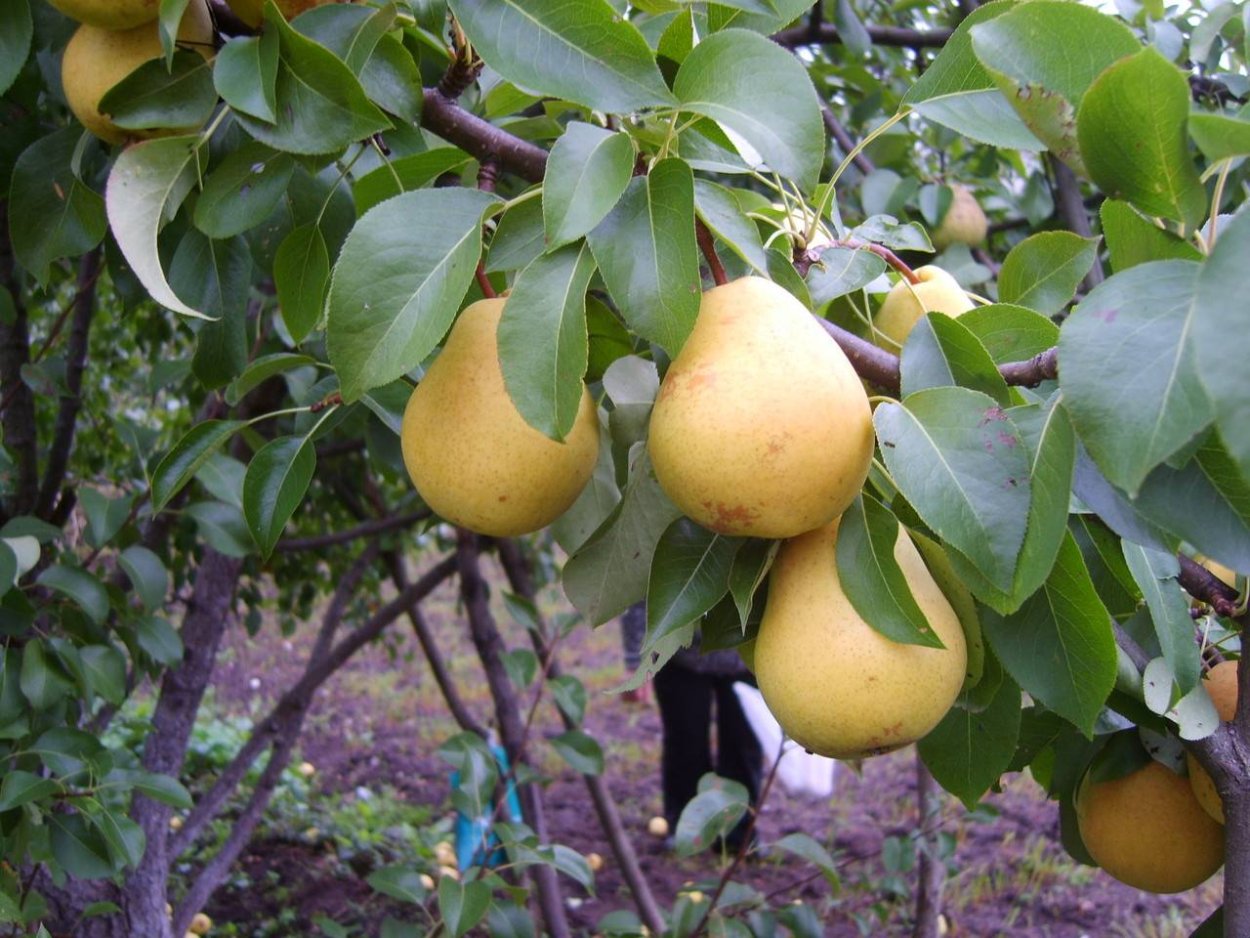 Груша Ларинская