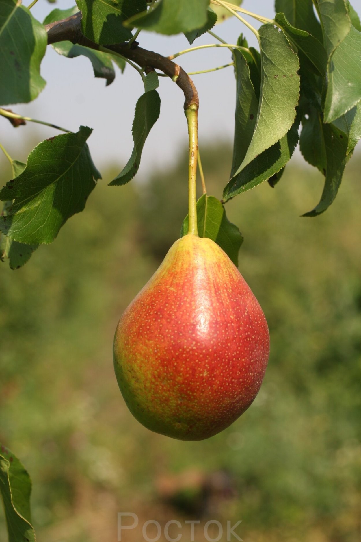 Груша сорт Потаповская