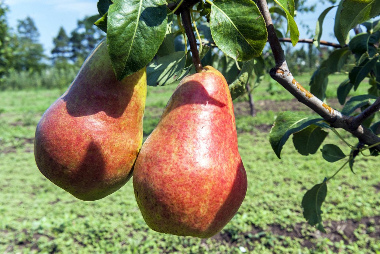 Сорт груши Изольда