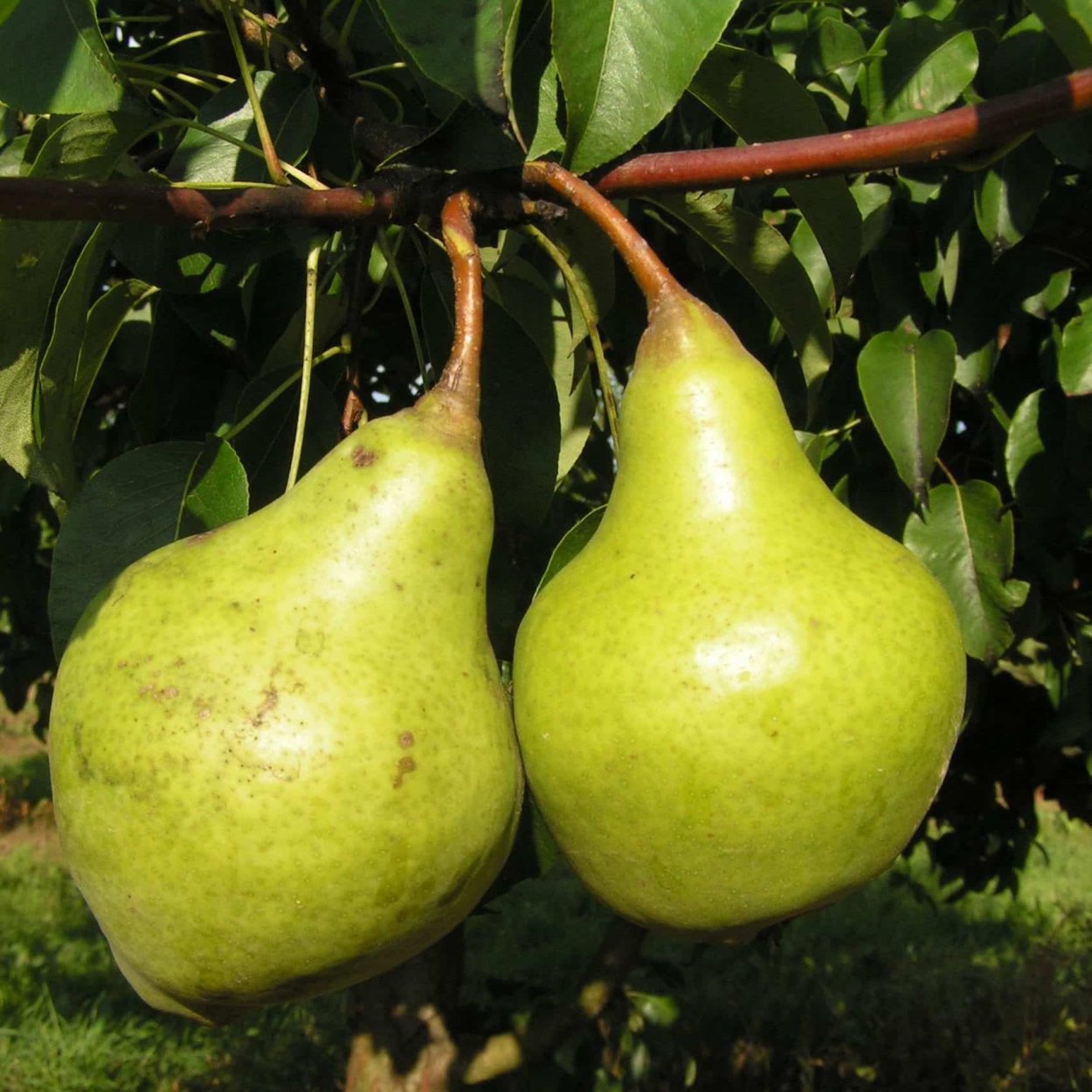 Сорт груши Жозефина