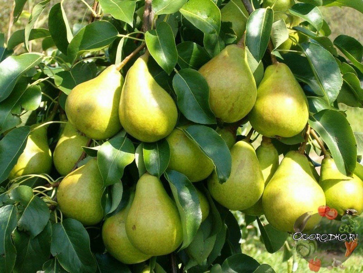 Груша румяная Кедрина