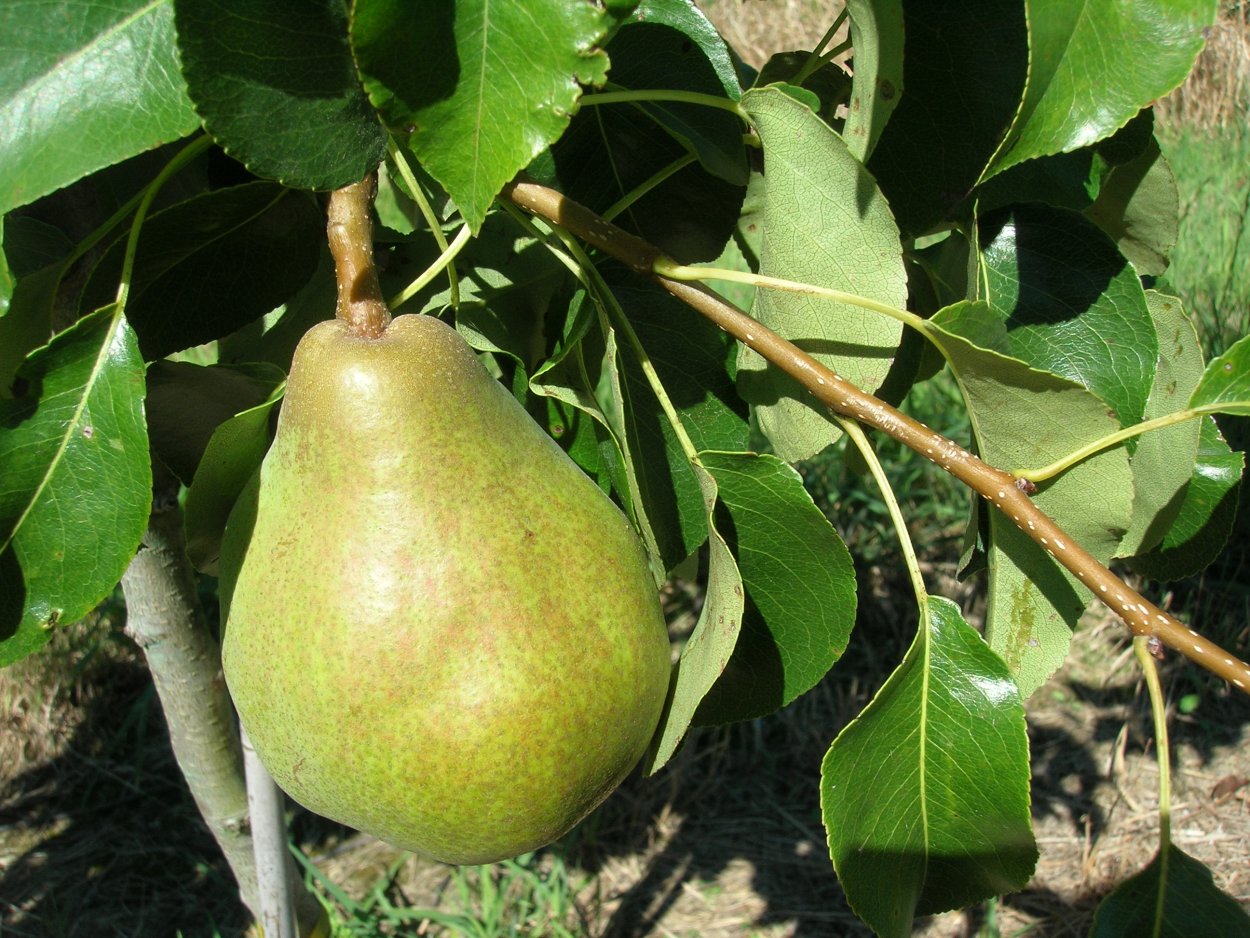 Груша Пакхам дерево