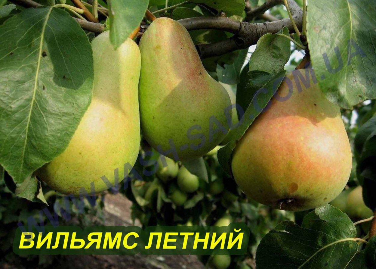 Груша скороспелка Мичуринская