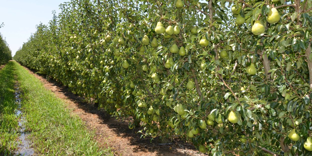 Грушевое дерево Авдармы