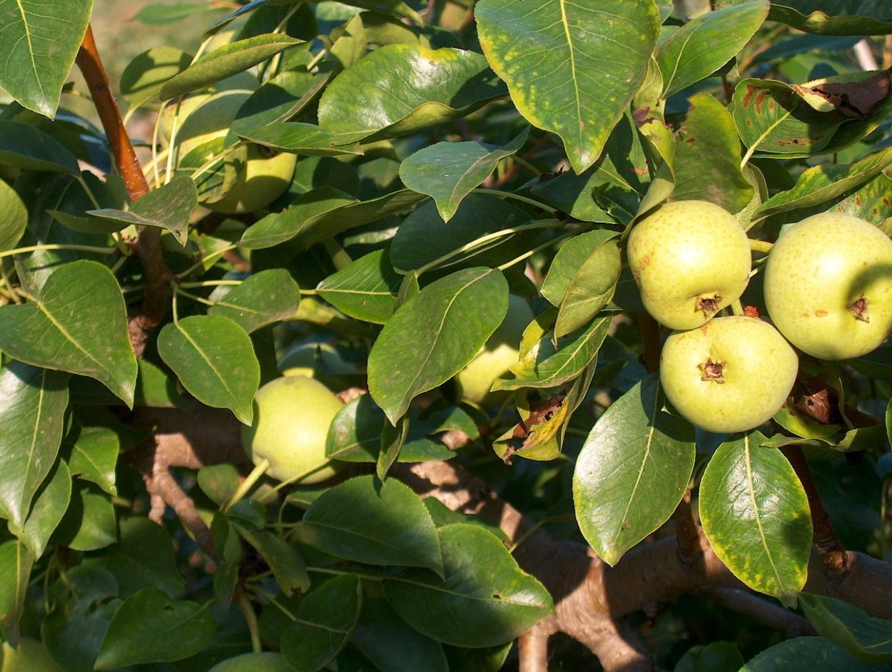 Груша память Жегалова