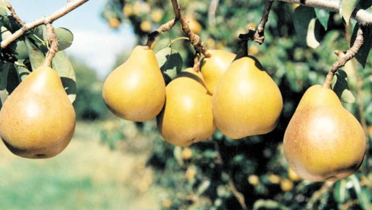 Груша Триумф Виенны