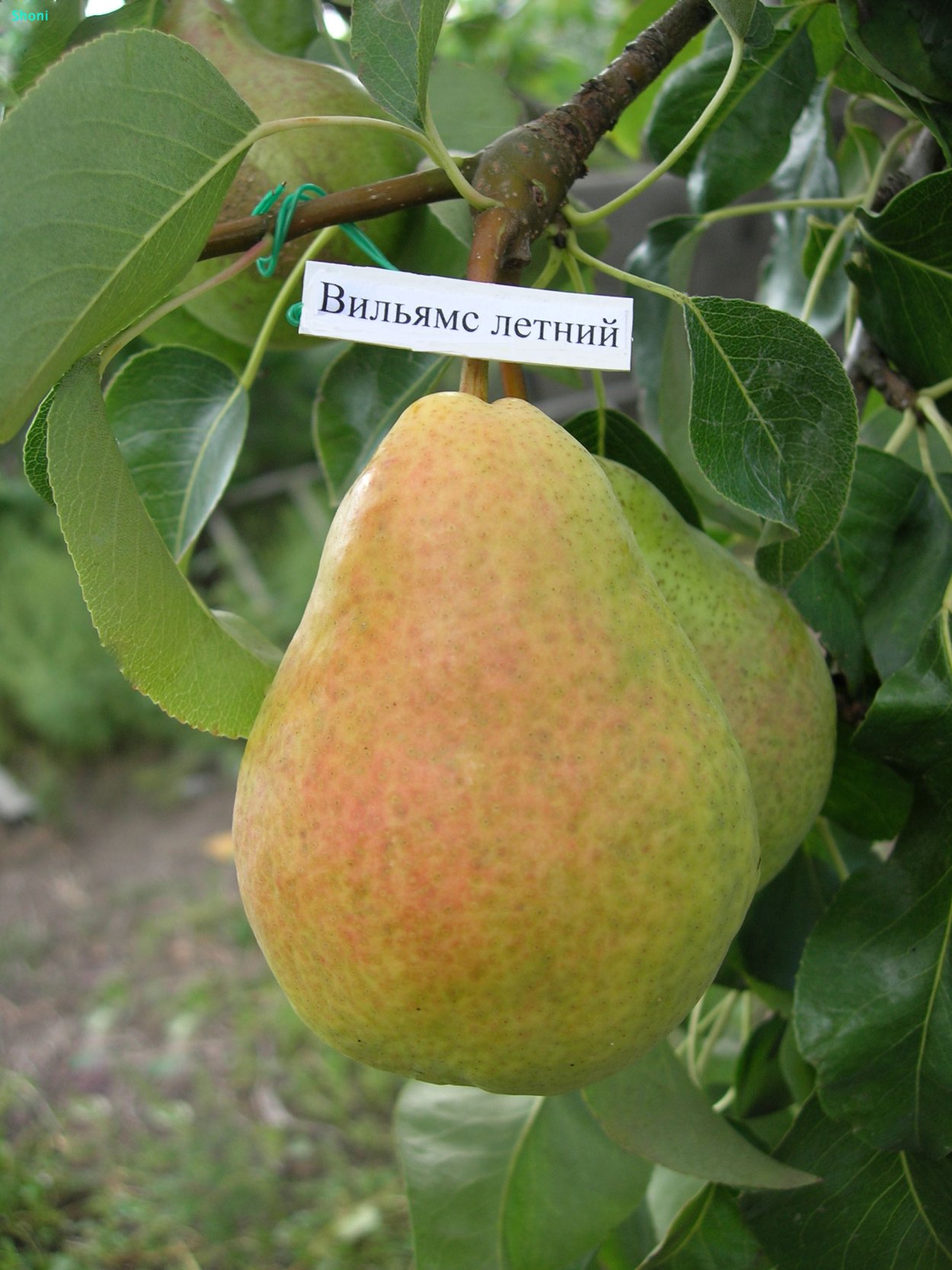 Груша Дюшес летний (Вильямс)