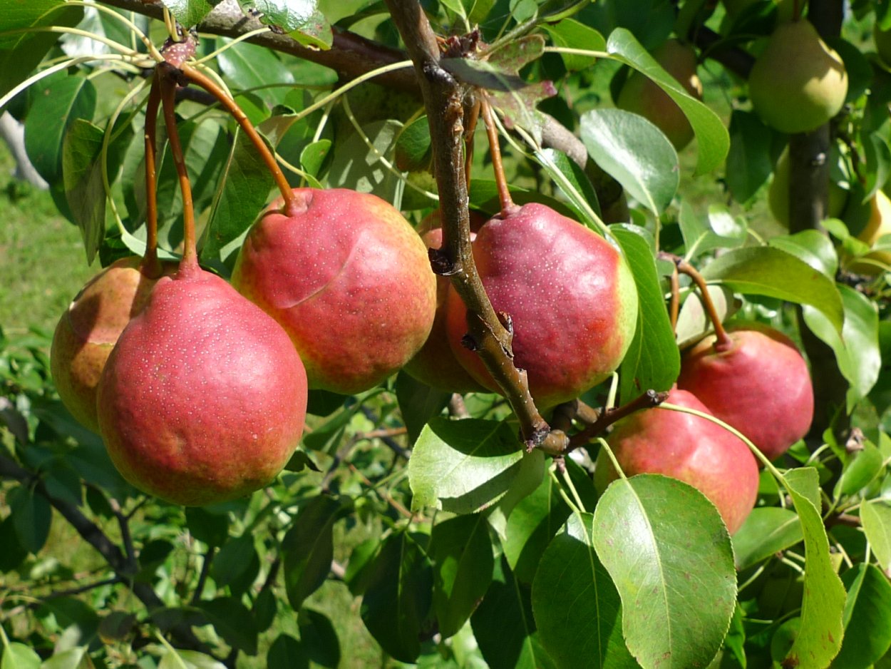 Груша Бартлетт