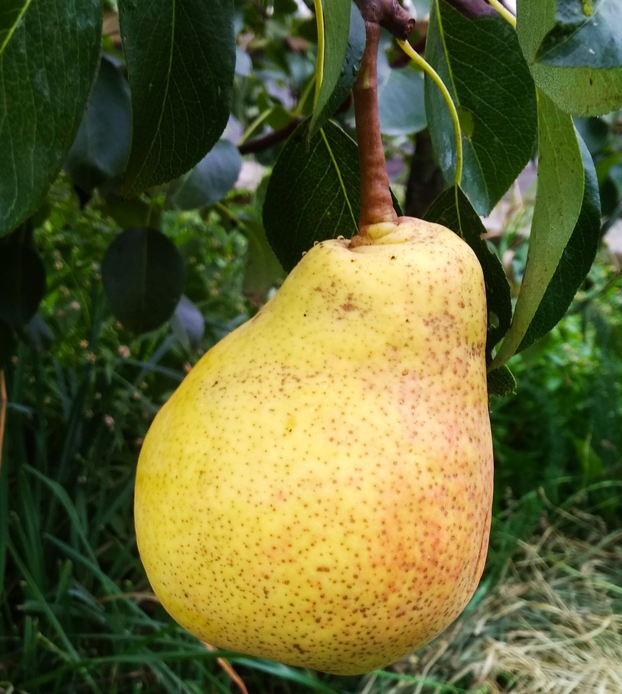 Груша Аллегро