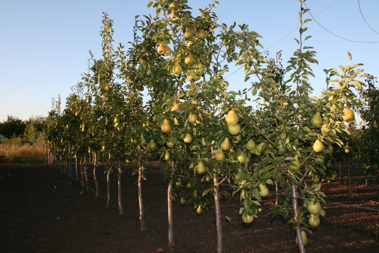 Колоновидная груша бергамот