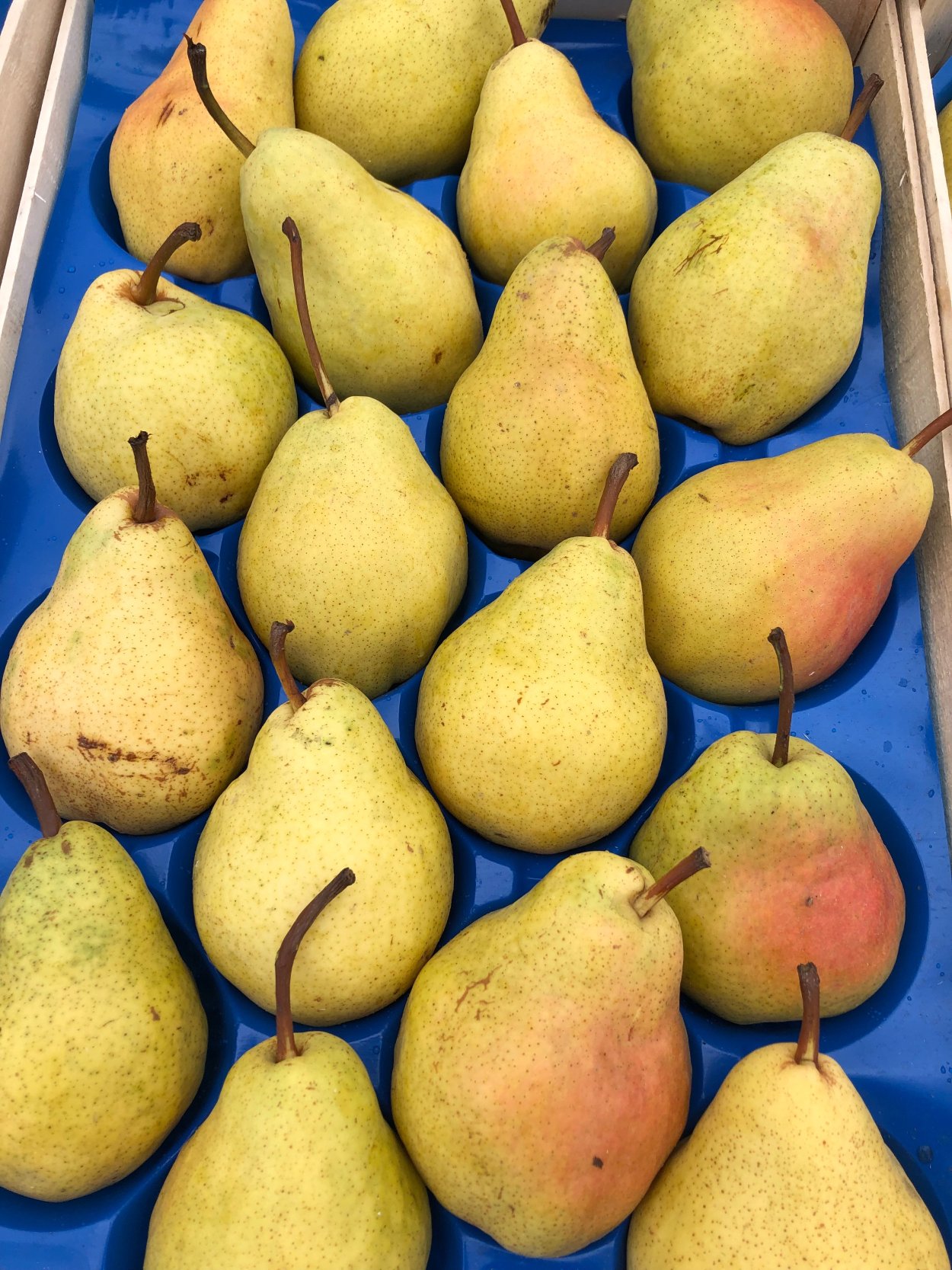 Катюша груша сорт