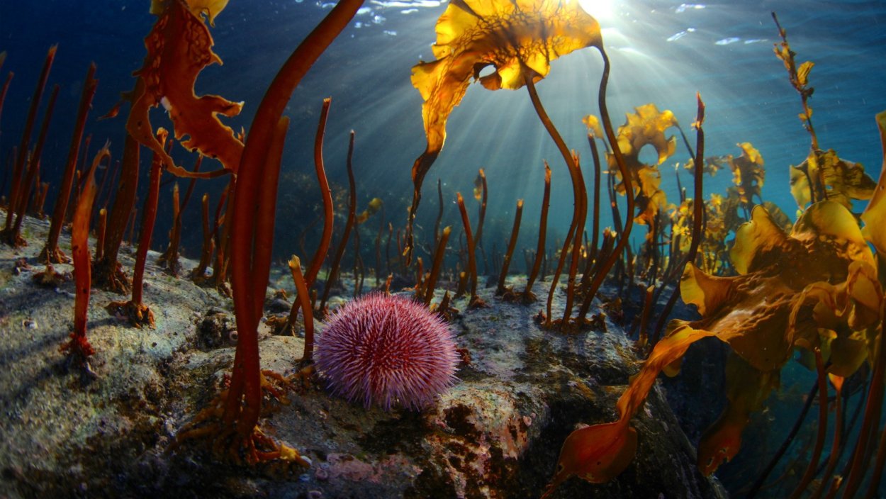 Дно Баренцева моря