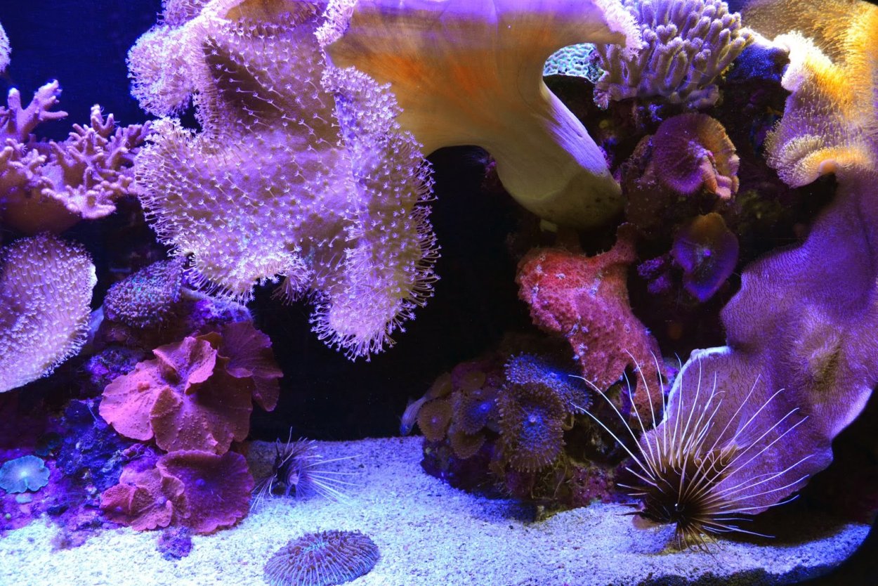 Морская тематика подводный мир