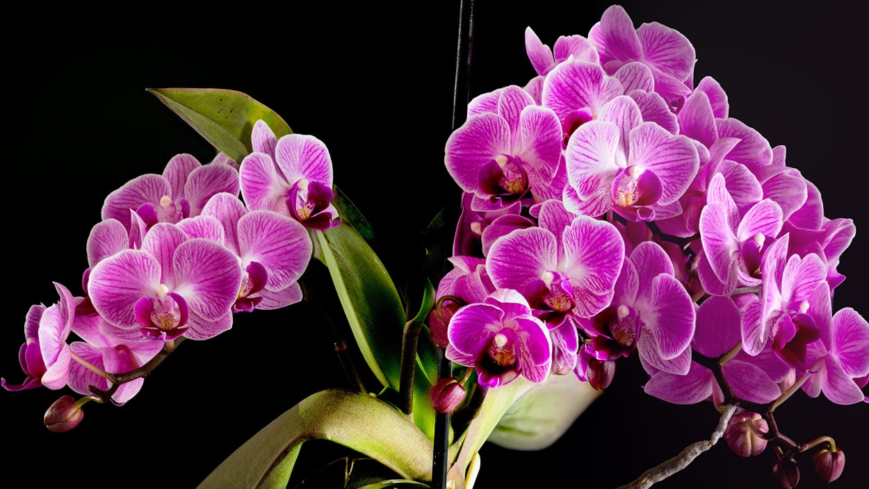 Пинк герл орхидея