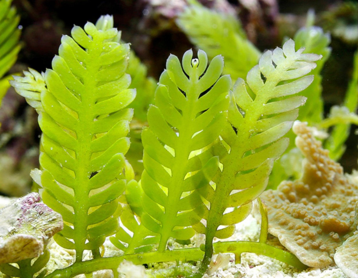 Семейство водорослей. Каулерпа водоросль. Каулерпа перистая. Каулерпа Виноградная. Зеленая водоросль каулерпа.