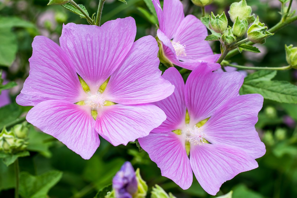 Алцея Фролова