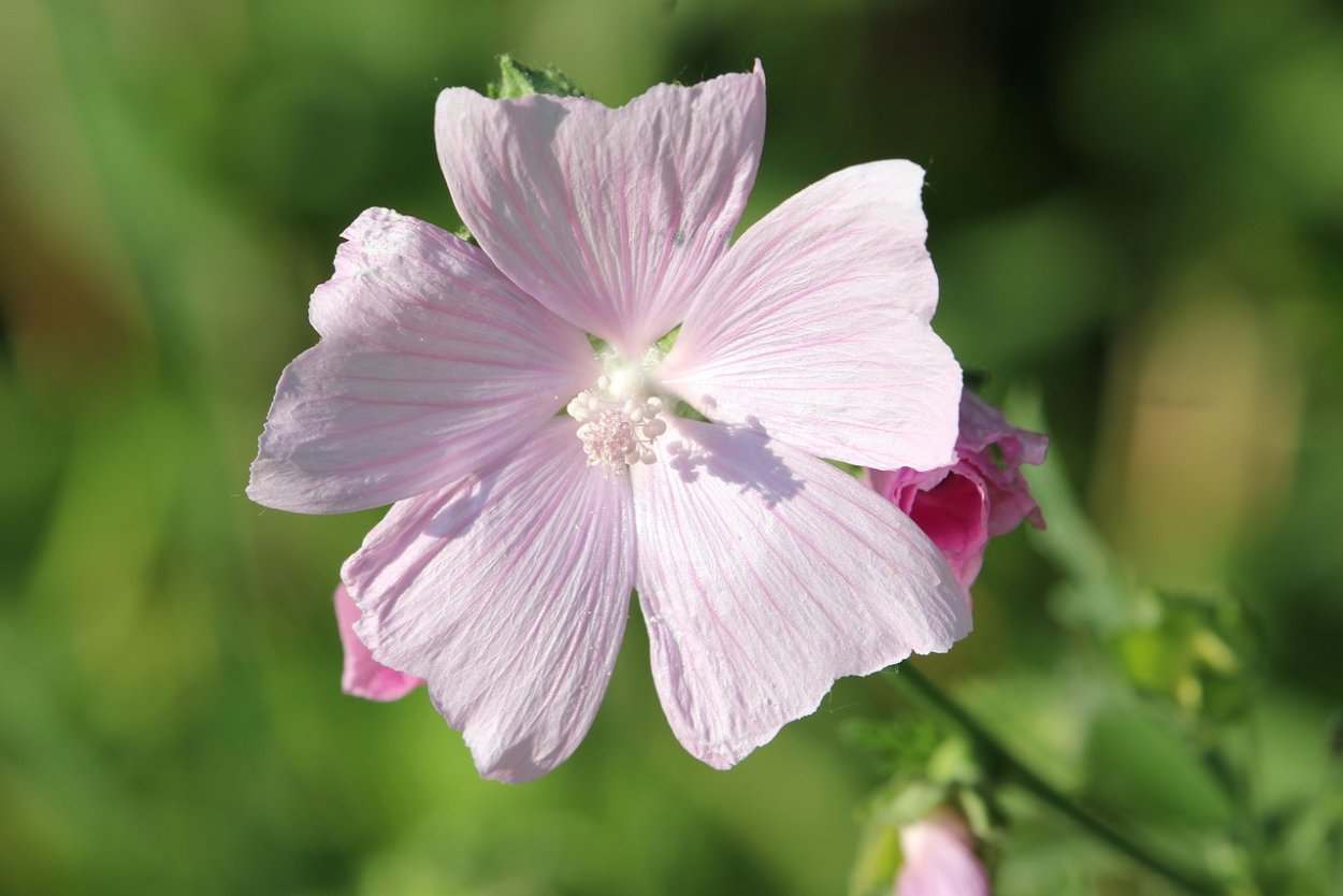 Мальва обыкновенная