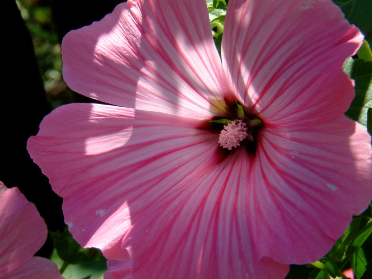 Мальва лаватера