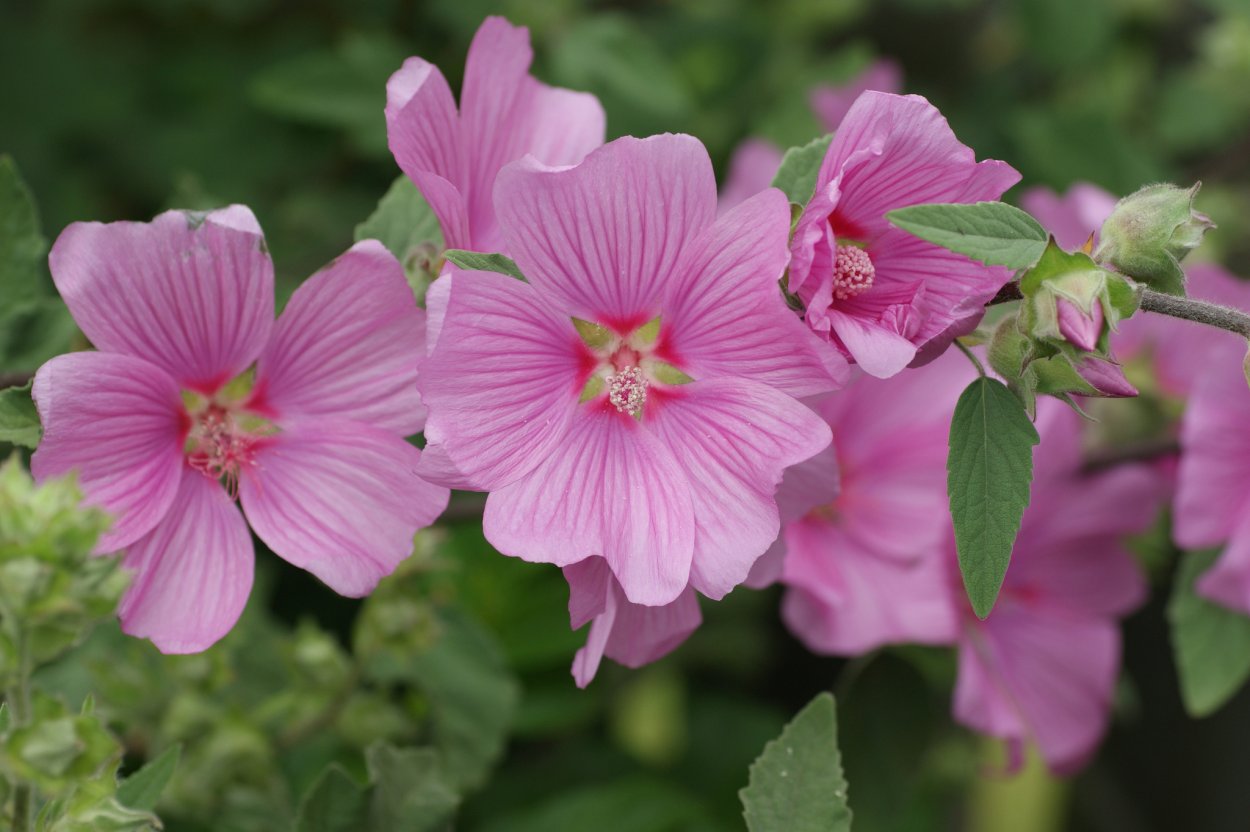 Цветы Мальва просвирник