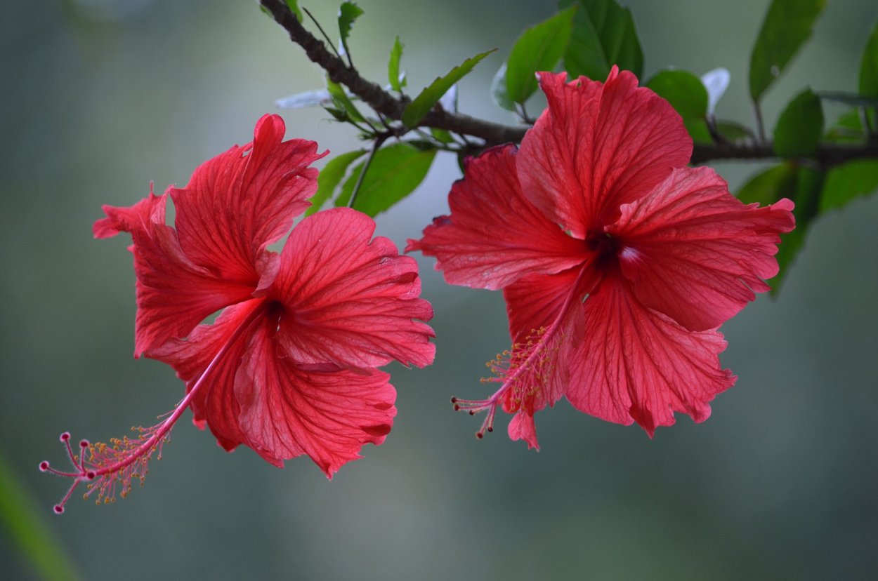 Гибискус кустовой