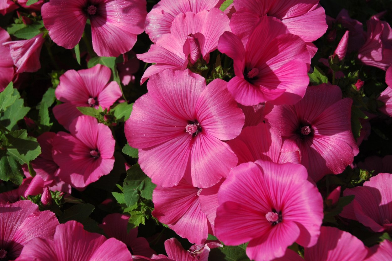 Мальва просвирник