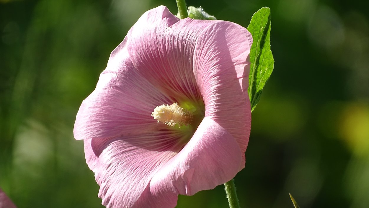 Мальвовые (подсемейство)