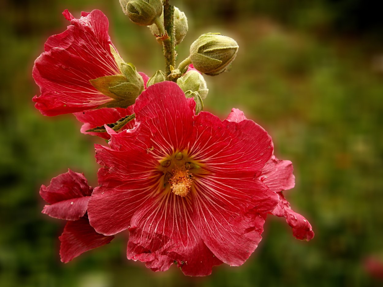 Мальва хатьма