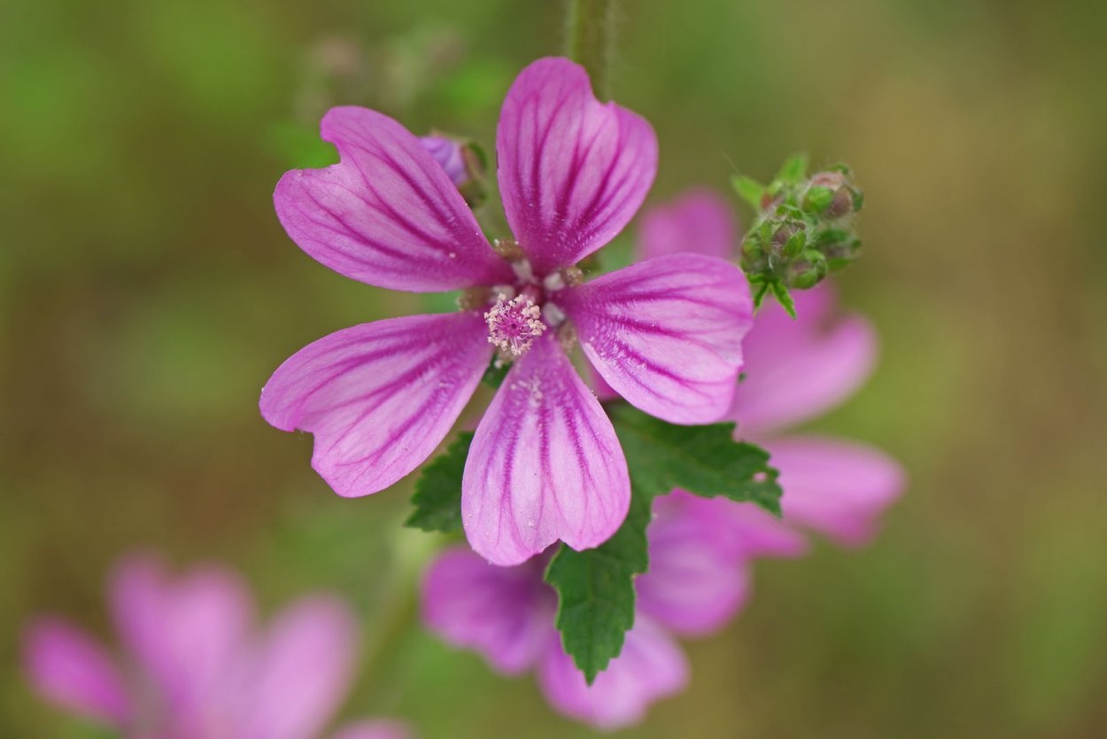 Лаватера гибискус