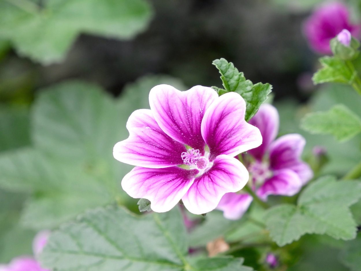 Цветы семейства мальвовых