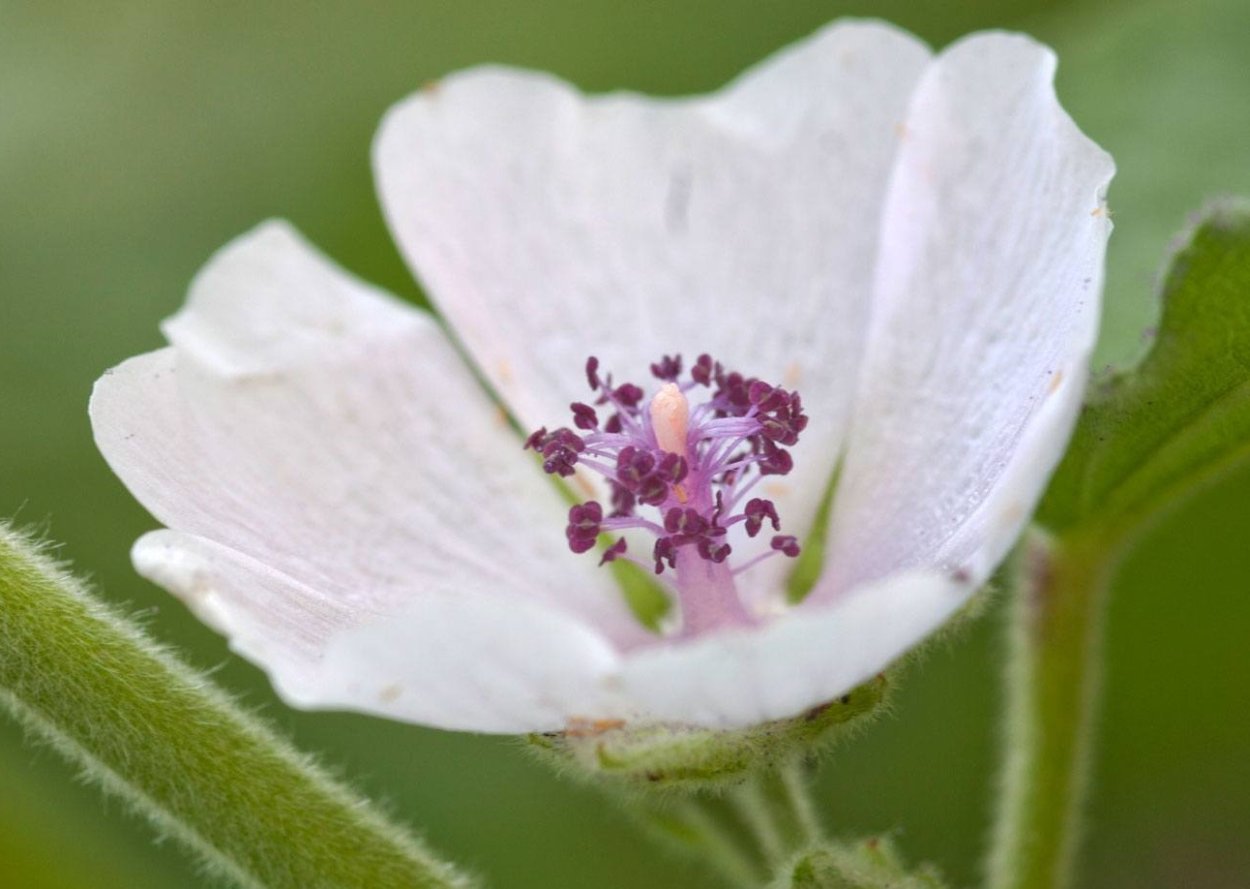 Мальва Лесная просвирник Лесной