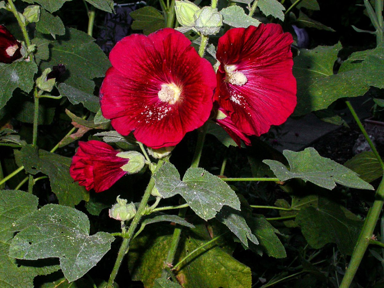 Hollyhock Мальва