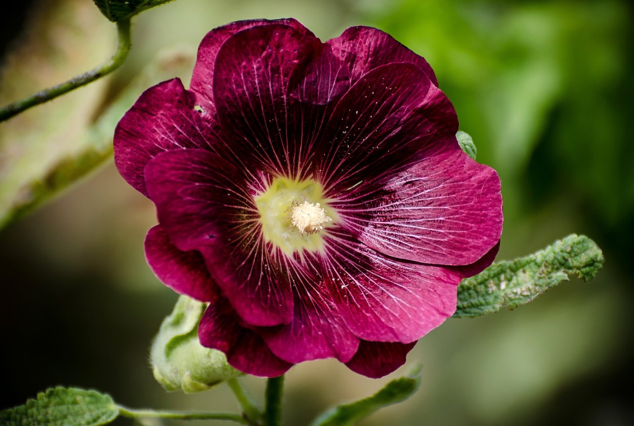 Просвирник Лесной - Malva Sylvestris