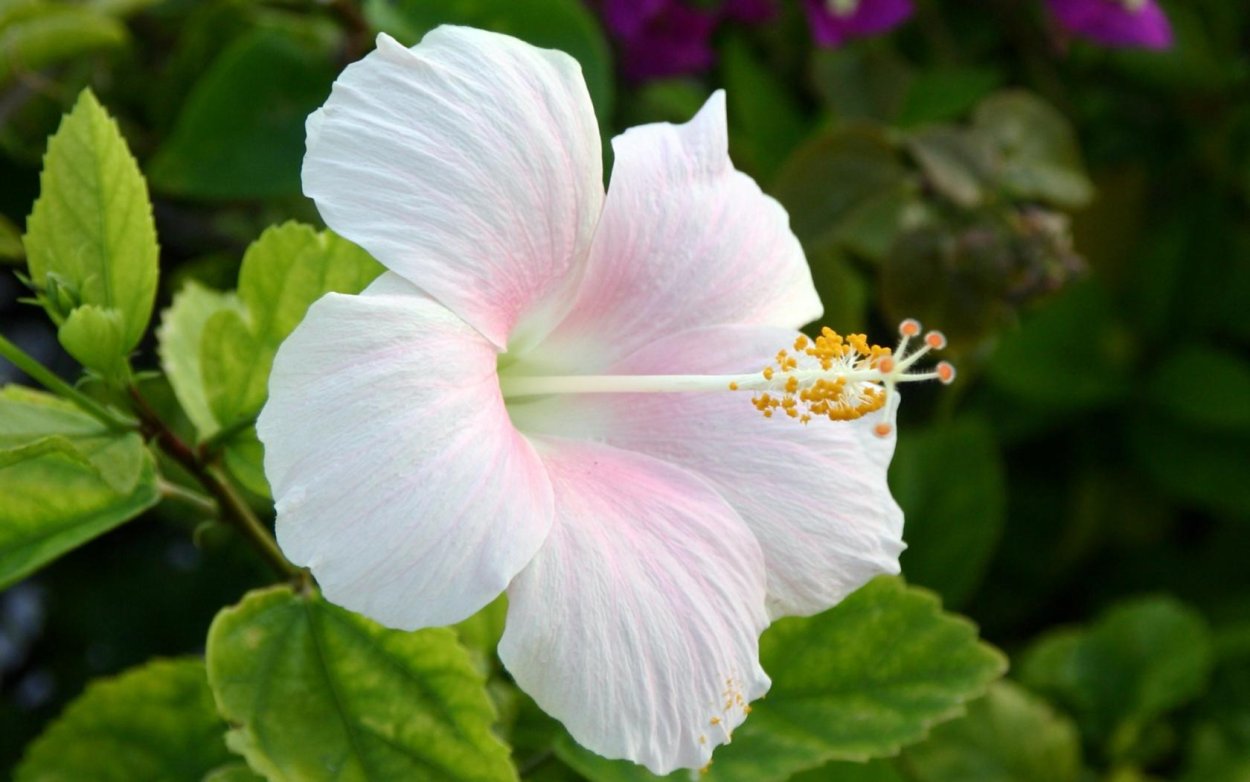 Семейство Мальвовые строение