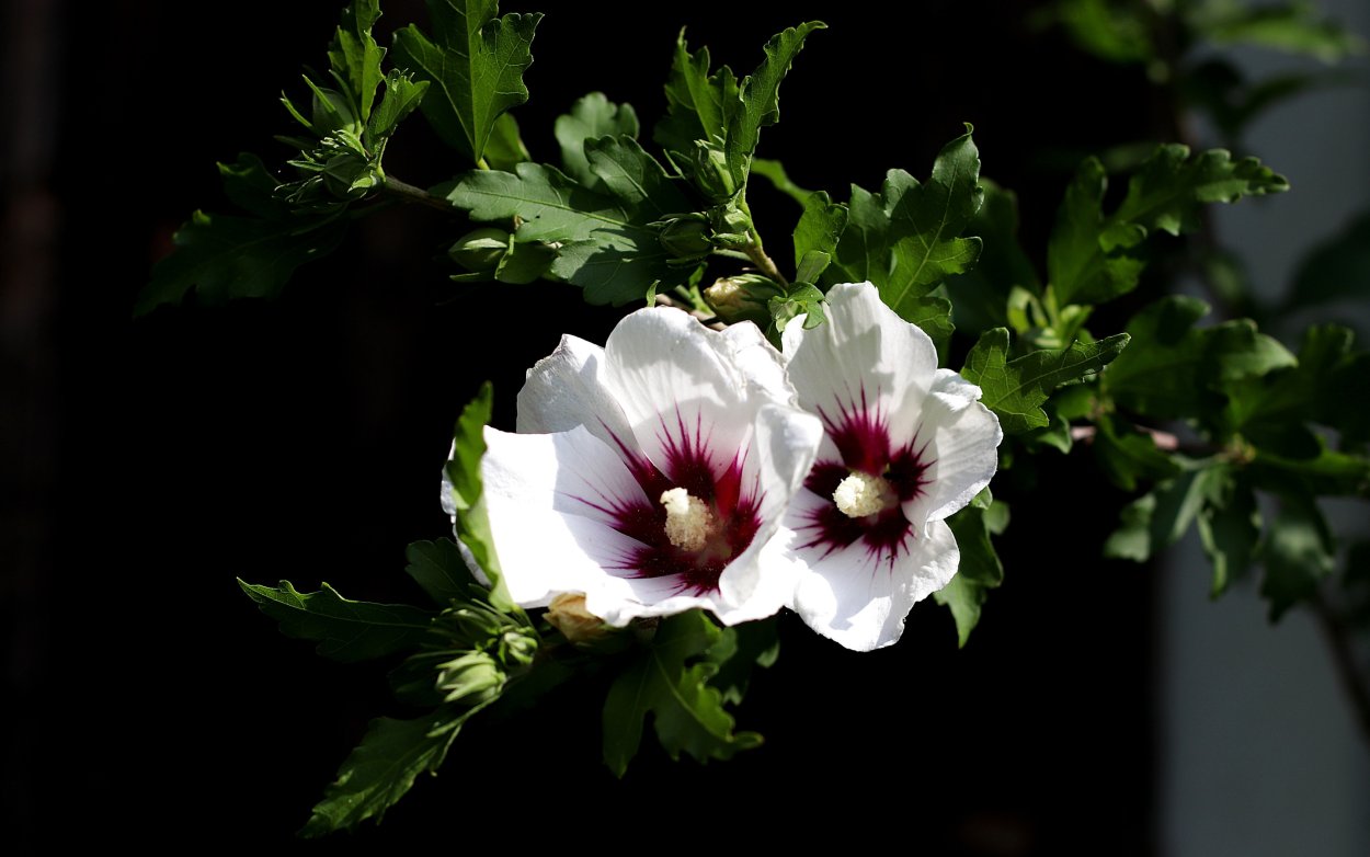 Мальва мускусная ( просвирник)