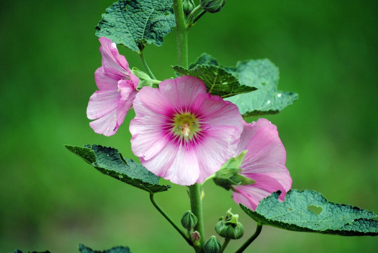 Мальвовые (подсемейство)