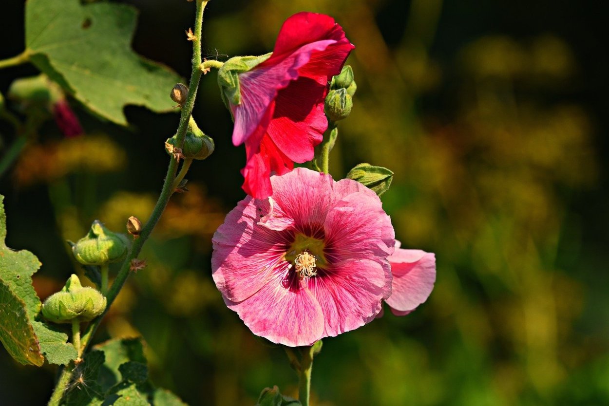 Дикая Мальва просвирник