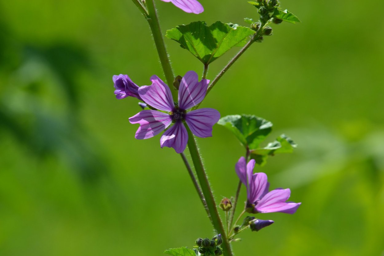 Гибискус семейство Мальвовые