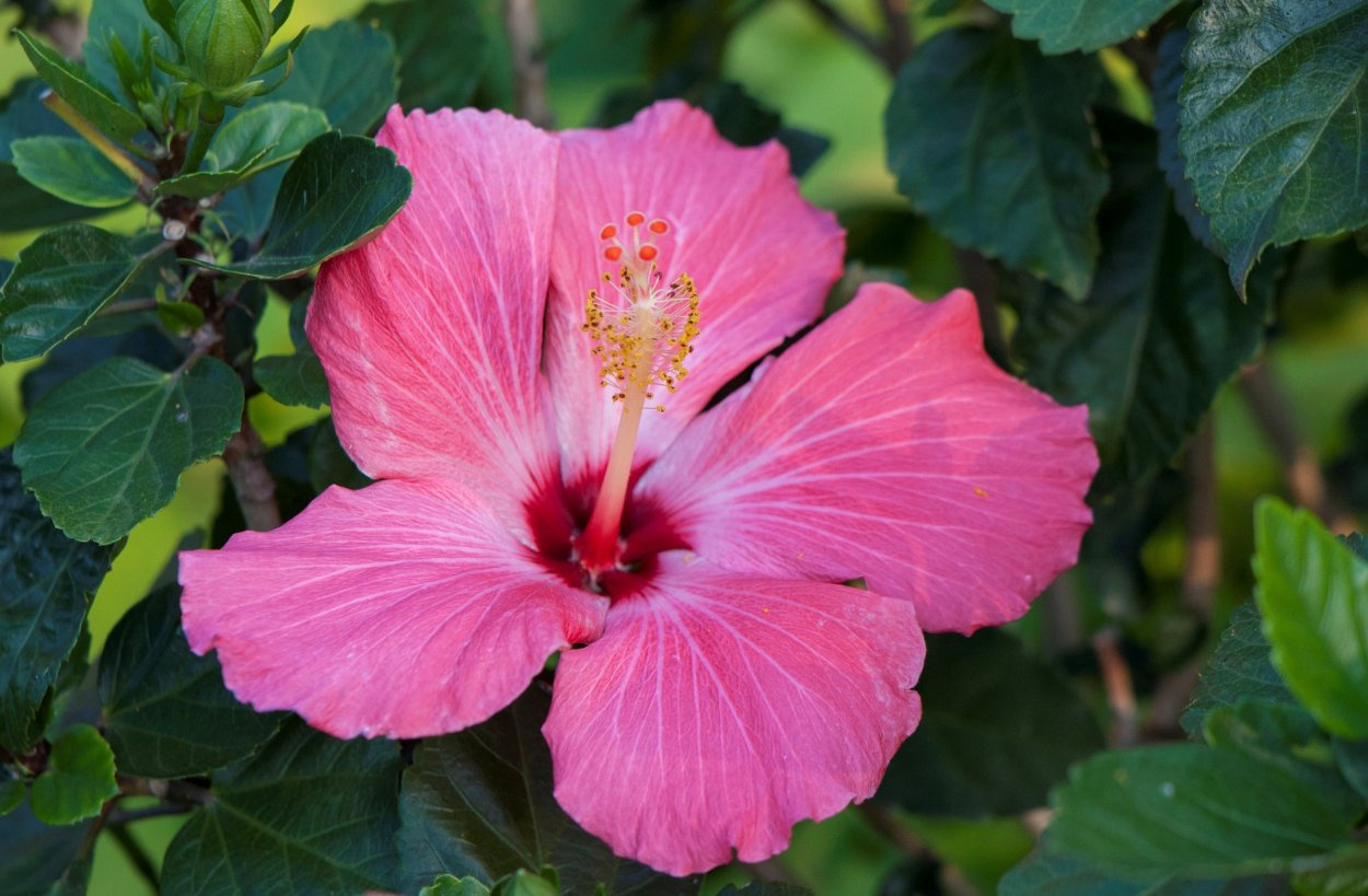 Алтей лекарственный (Althaea officinalis)