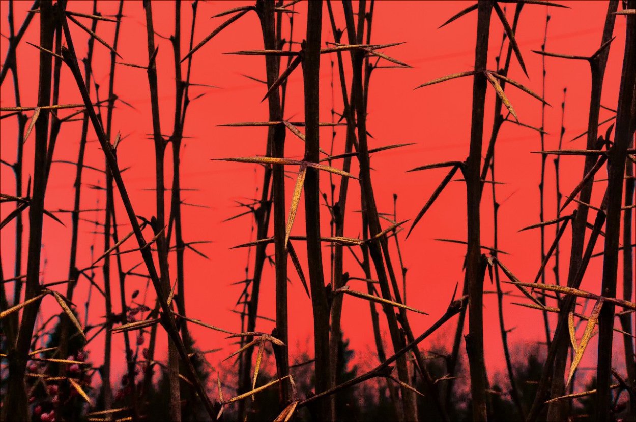 Тернии Терновник