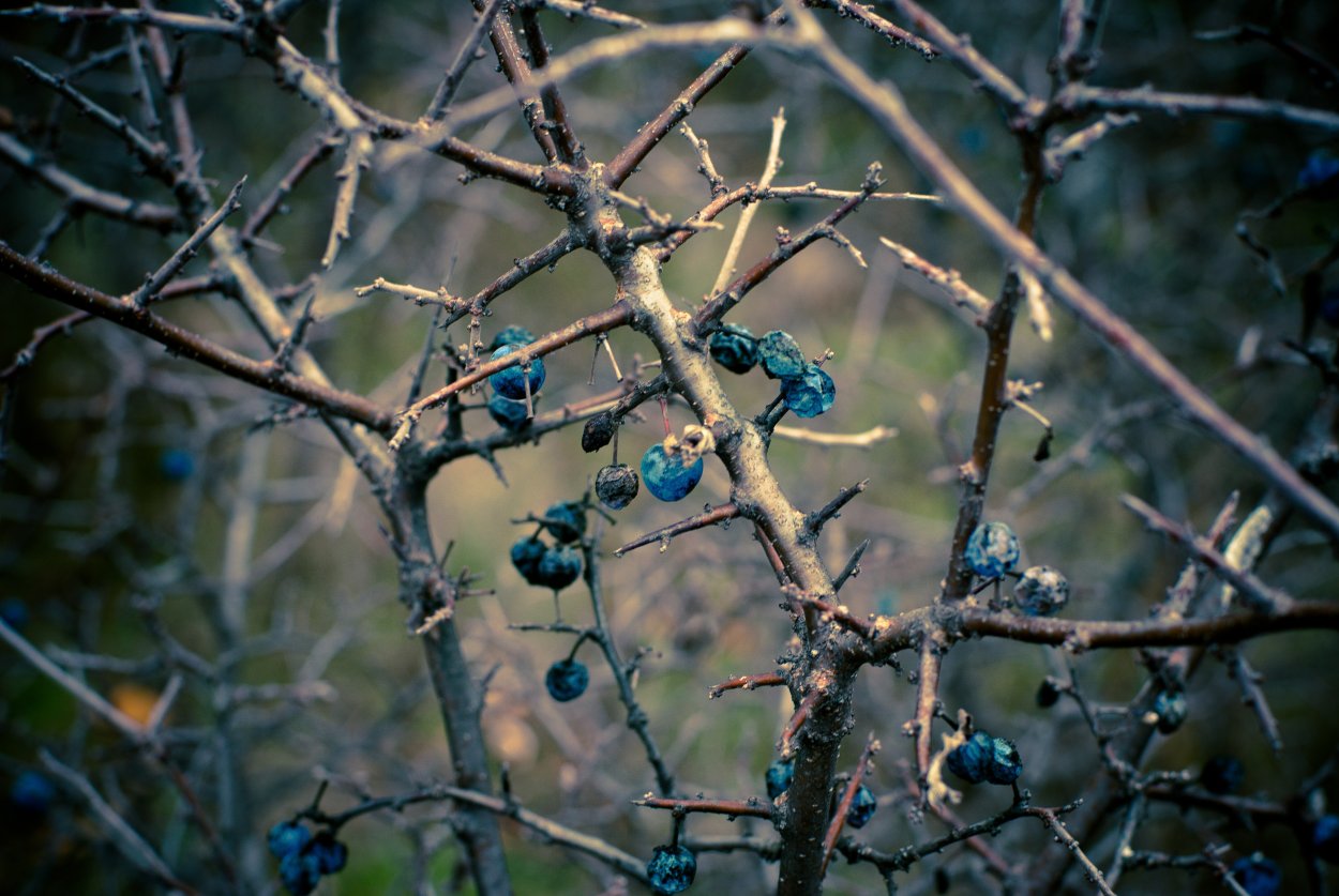 Терновый венок Иисуса Христа