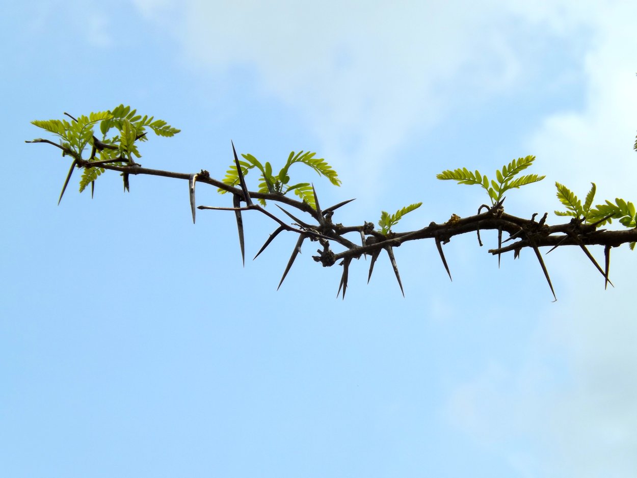 Gleditsia triacanthos шипы