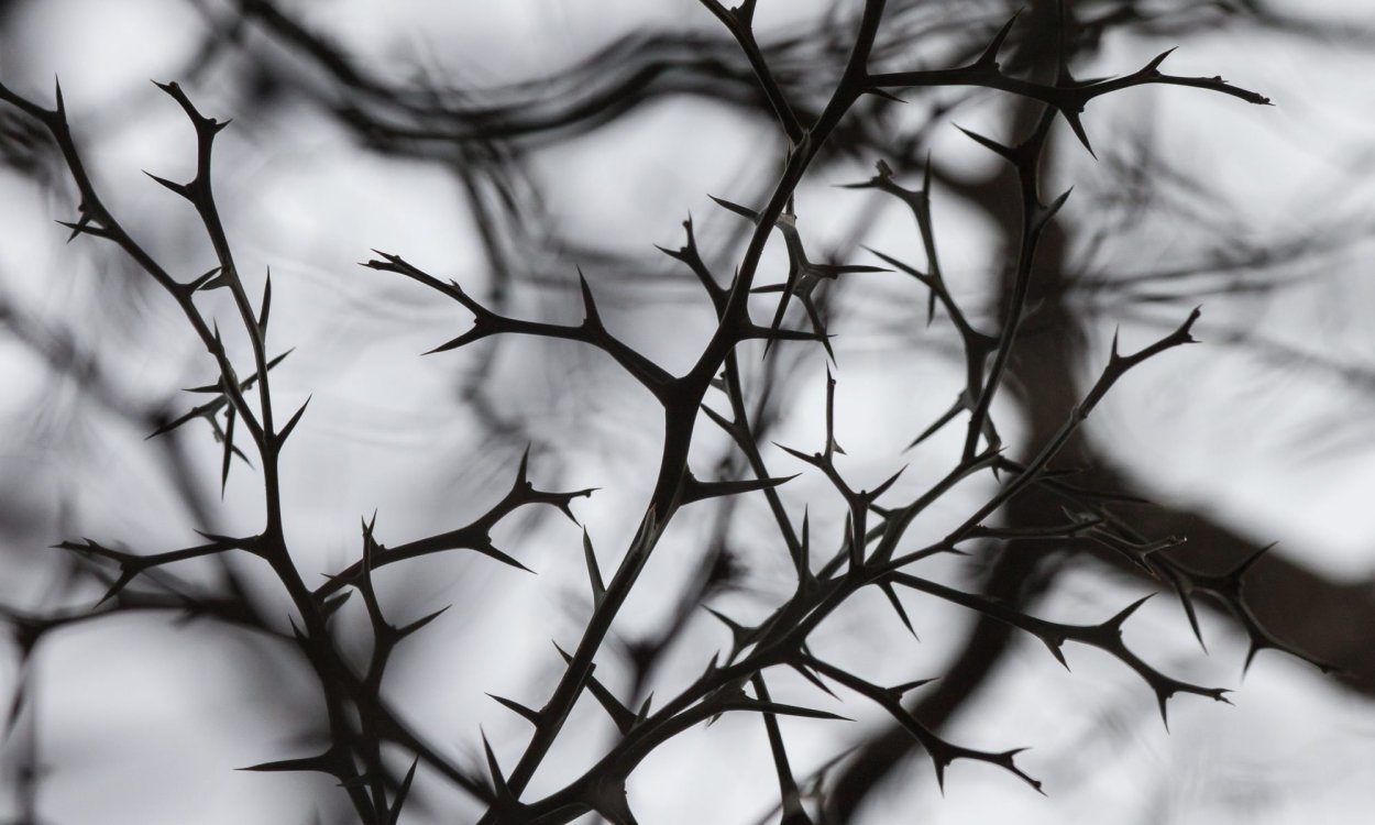 Терновый куст колючки