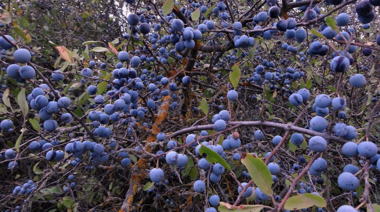 Слива колючая Терн