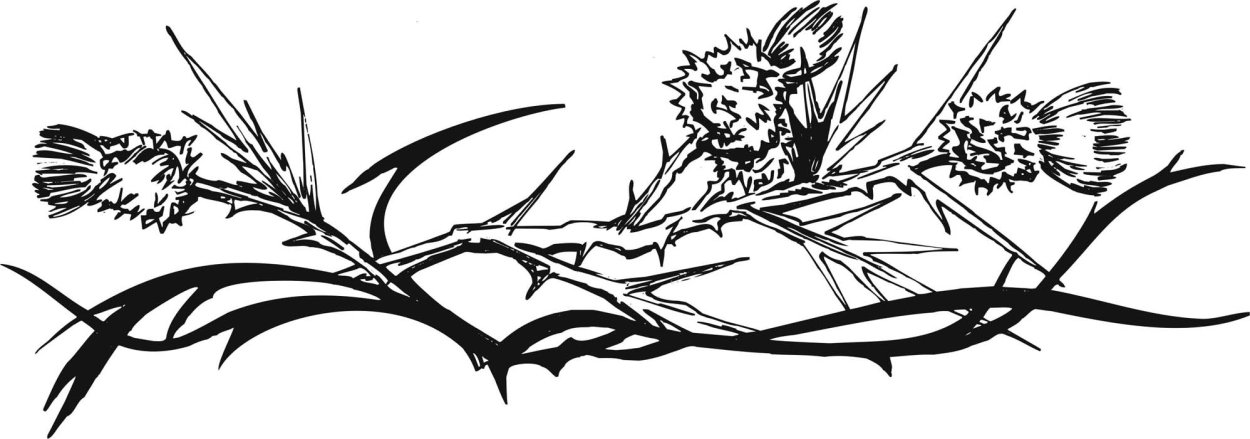 Дерен Элегантиссима в ландшафтном